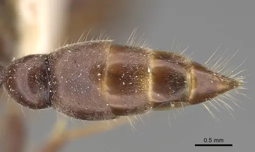 Tetraponera mocquerysi specimen CASENT0922550 image casent0922550_2