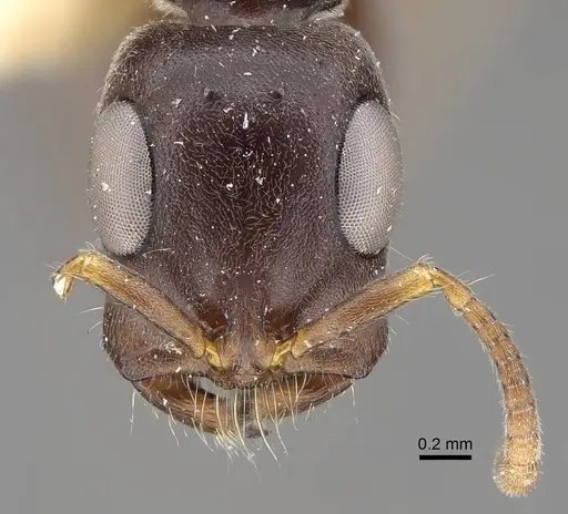 Tetraponera mocquerysi specimen CASENT0922550 image casent0922550_3