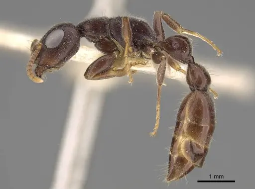 Tetraponera mocquerysi specimen CASENT0922550 image casent0922550_4