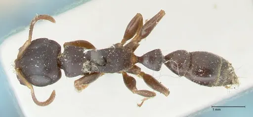 Tetraponera mocquerysi specimen FOCOL1153 image focol1153_1