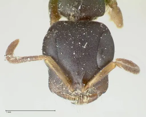 Tetraponera mocquerysi specimen FOCOL1153 image focol1153_2