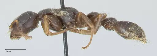 Tetraponera mocquerysi specimen FOCOL1153 image focol1153_3