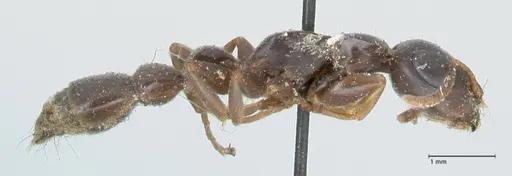 Tetraponera mocquerysi specimen FOCOL1153 image focol1153_4