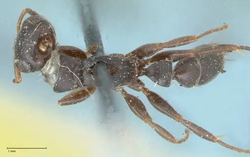 Tetraponera mocquerysi specimen FOCOL1154 image focol1154_1