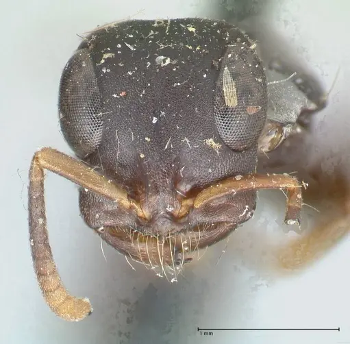 Tetraponera mocquerysi specimen FOCOL1154 image focol1154_2