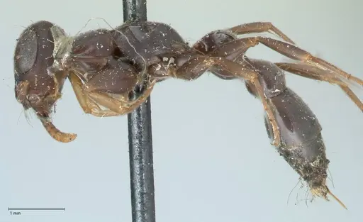 Tetraponera mocquerysi specimen FOCOL1154 image focol1154_3