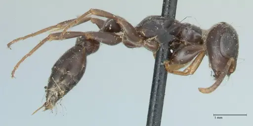 Tetraponera mocquerysi specimen FOCOL1154 image focol1154_4