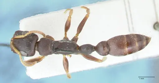 Tetraponera mocquerysi specimen FOCOL1161 image focol1161_1