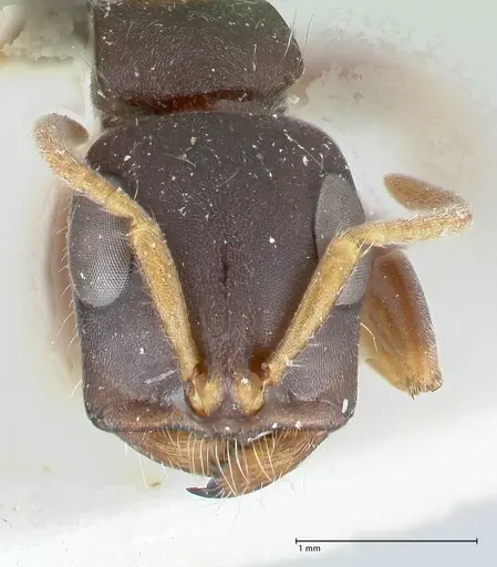 Tetraponera mocquerysi specimen FOCOL1161 image focol1161_2
