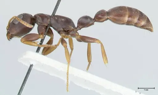 Tetraponera mocquerysi specimen FOCOL1161 image focol1161_3