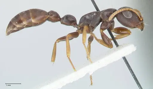 Tetraponera mocquerysi specimen FOCOL1161 image focol1161_4