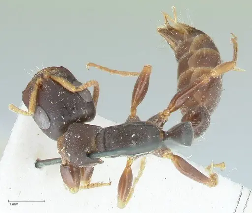 Tetraponera mocquerysi specimen FOCOL1162 image focol1162_1