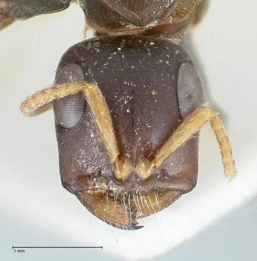 Tetraponera mocquerysi specimen FOCOL1162 image focol1162_2