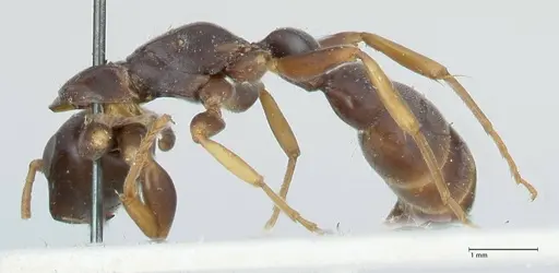 Tetraponera mocquerysi specimen FOCOL1162 image focol1162_3