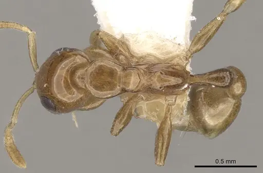 Tetraponera modesta specimen CASENT0281872 image casent0281872_1