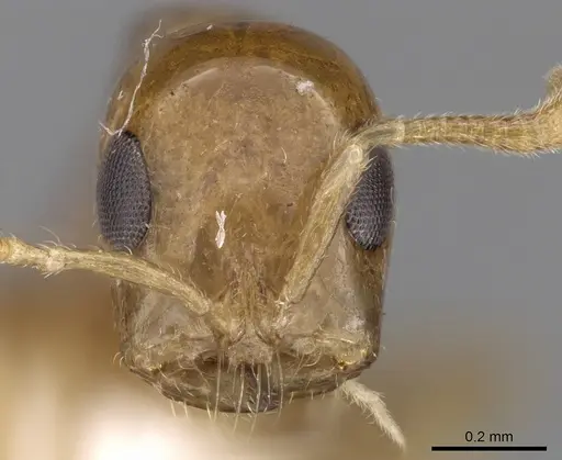 Tetraponera modesta specimen CASENT0281872 image casent0281872_2
