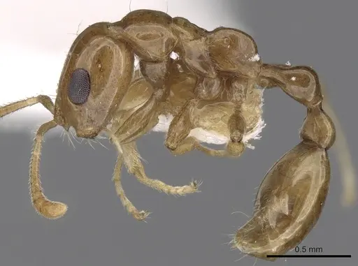 Tetraponera modesta specimen CASENT0281872 image casent0281872_3