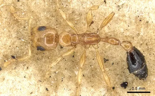 Tetraponera modesta specimen CASENT0901930 image casent0901930_1