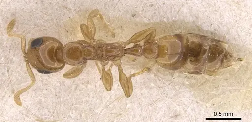 Tetraponera modesta specimen CASENT0907461 image casent0907461_1