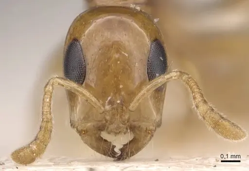 Tetraponera modesta specimen CASENT0907461 image casent0907461_2