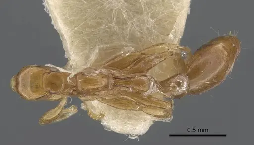 Tetraponera modesta specimen CASENT0917206 image casent0917206_1