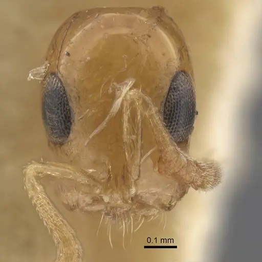 Tetraponera modesta specimen CASENT0917206 image casent0917206_2