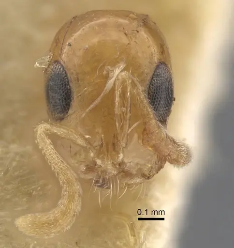 Tetraponera modesta specimen CASENT0917206 image casent0917206_3