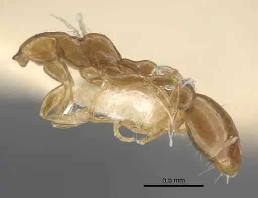 Tetraponera modesta specimen CASENT0917206 image casent0917206_4