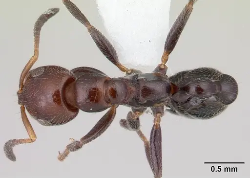 Tetraponera morondaviensis specimen CASENT0012835 image casent0012835_1