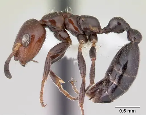 Tetraponera morondaviensis specimen CASENT0012835 image casent0012835_3