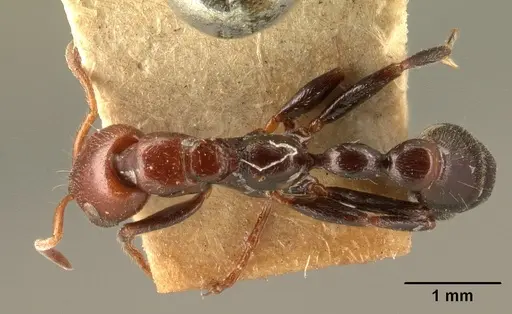 Tetraponera morondaviensis specimen CASENT0101049 image casent0101049_1