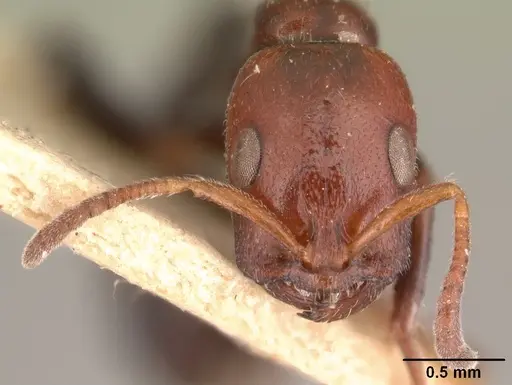 Tetraponera morondaviensis specimen CASENT0101049 image casent0101049_2