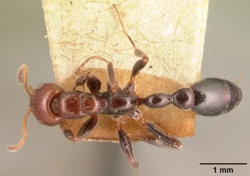 Tetraponera morondaviensis specimen CASENT0101050 image casent0101050_1