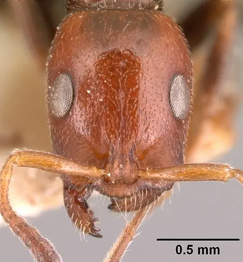 Tetraponera morondaviensis specimen CASENT0101050 image casent0101050_2