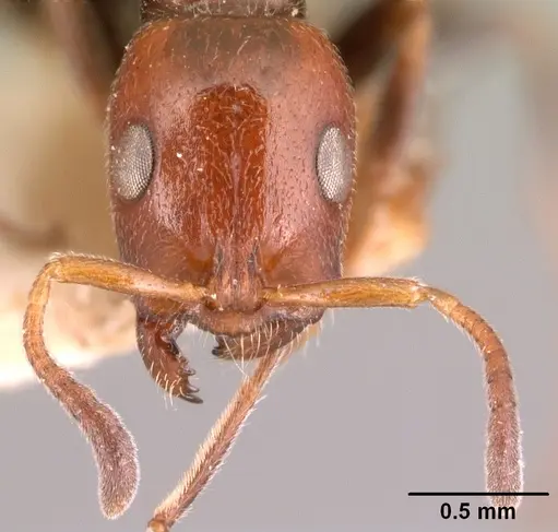 Tetraponera morondaviensis specimen CASENT0101050 image casent0101050_3