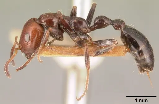 Tetraponera morondaviensis specimen CASENT0101050 image casent0101050_4