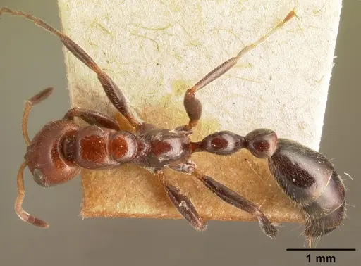 Tetraponera morondaviensis specimen CASENT0101051 image casent0101051_1