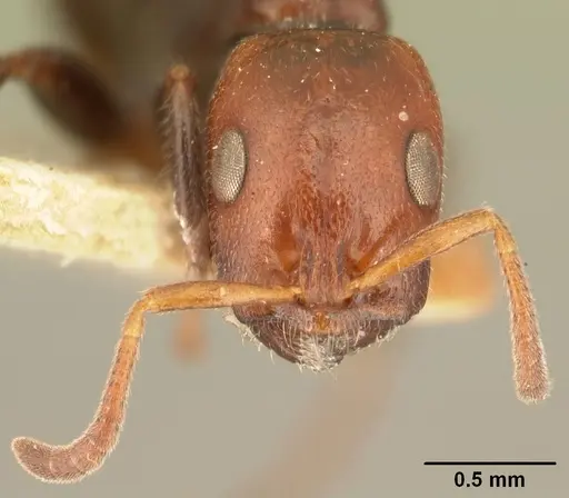 Tetraponera morondaviensis specimen CASENT0101051 image casent0101051_2
