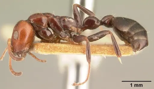 Tetraponera morondaviensis specimen CASENT0101051 image casent0101051_3