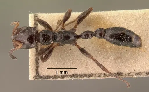 Tetraponera morondaviensis specimen CASENT0101396 image casent0101396_1
