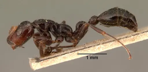 Tetraponera morondaviensis specimen CASENT0101396 image casent0101396_3