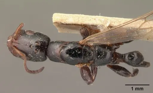 Tetraponera morondaviensis specimen CASENT0101397 image casent0101397_1