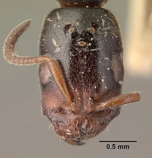 Tetraponera morondaviensis specimen CASENT0101397 image casent0101397_2