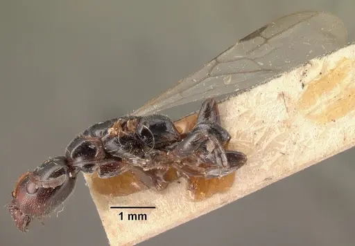 Tetraponera morondaviensis specimen CASENT0101397 image casent0101397_3