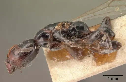 Tetraponera morondaviensis specimen CASENT0101397 image casent0101397_4