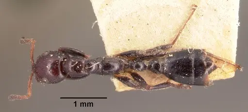 Tetraponera morondaviensis specimen CASENT0101715 image casent0101715_1