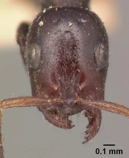 Tetraponera morondaviensis specimen CASENT0101715 image casent0101715_2