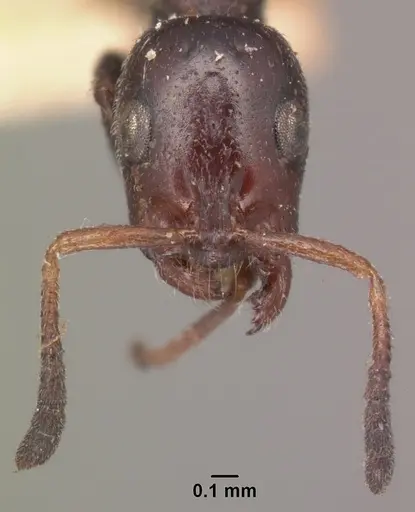 Tetraponera morondaviensis specimen CASENT0101715 image casent0101715_3