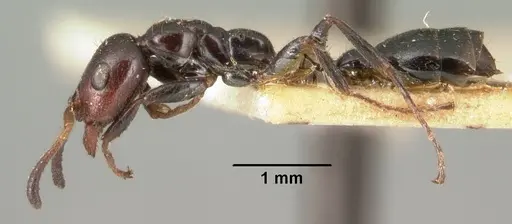 Tetraponera morondaviensis specimen CASENT0101715 image casent0101715_4