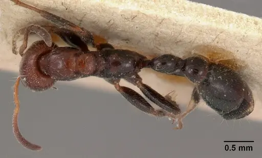 Tetraponera morondaviensis specimen CASENT0102035 image casent0102035_1